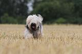 TERRIER DU TIBET 019